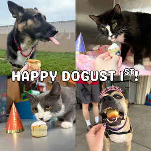 Happy DOGust 1st!
