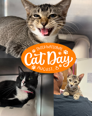 Happy International Cat Day!