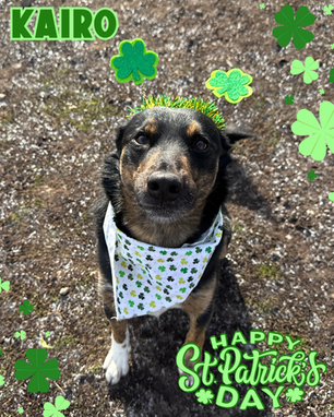 Happy St. Patrick's Day! 🍀