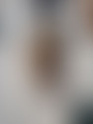 FOUND DOG - 1.27.26 - LV County, KS.