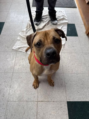 FOUND DOG - 1.27.26 - LV County, KS.