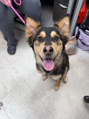 FOUND DOG - 2.24.26 - Lansing, KS.