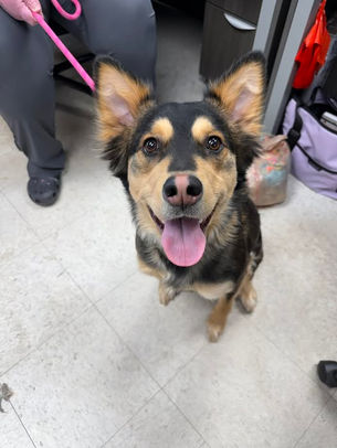 FOUND DOG - 2.24.26 - Lansing, KS.