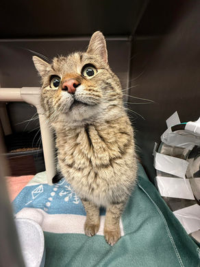 FOUND CAT - 3.5.26 - Lansing, KS.