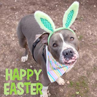 Happy Easter from LCHS, Inc!