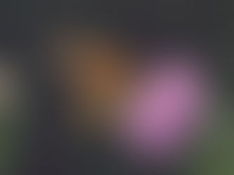 All Hail the Monarch