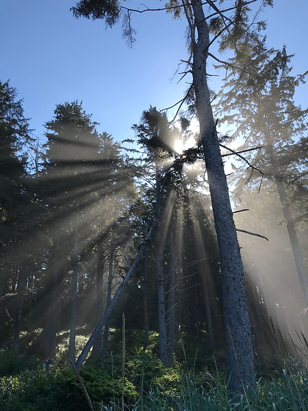trees.JPG