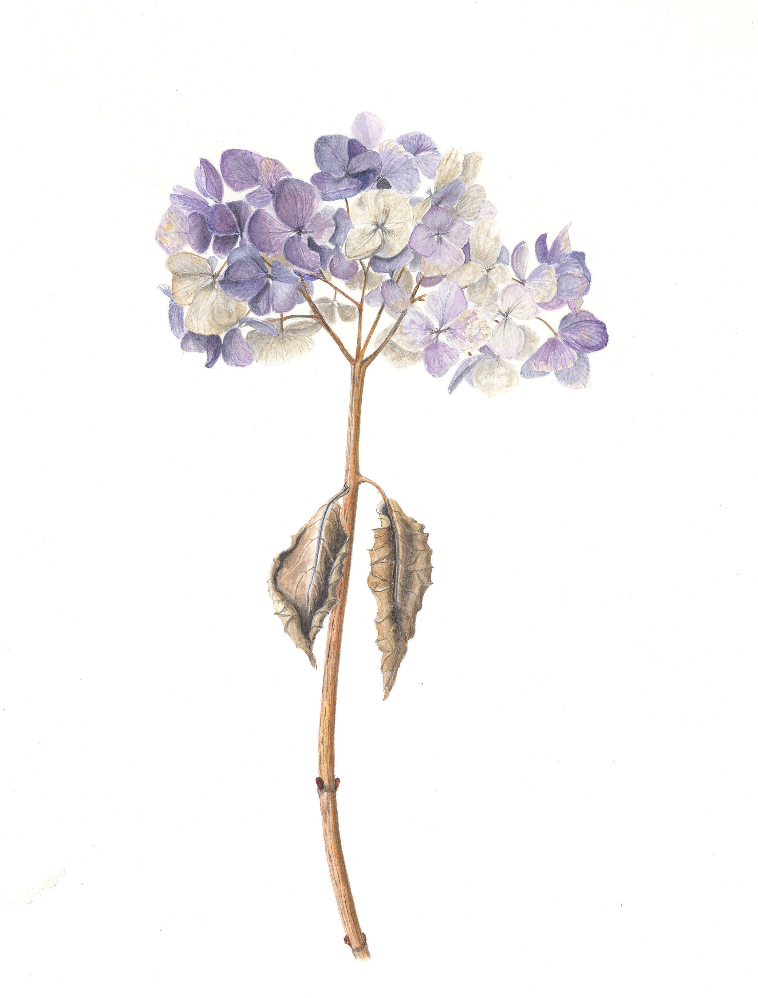 Hydrangea