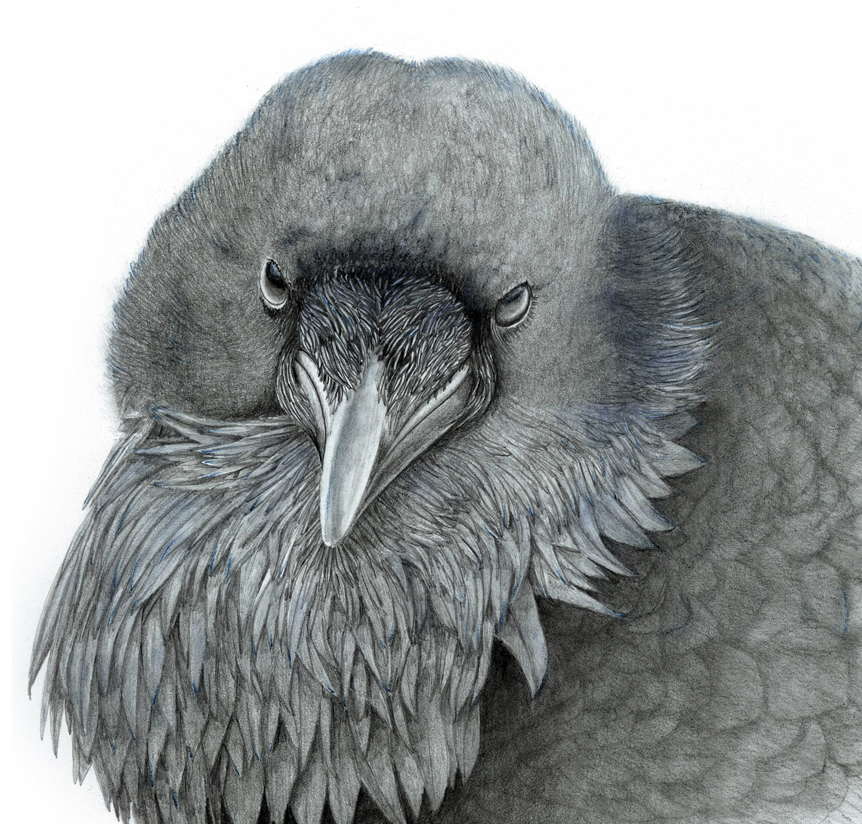 Raven Stare
