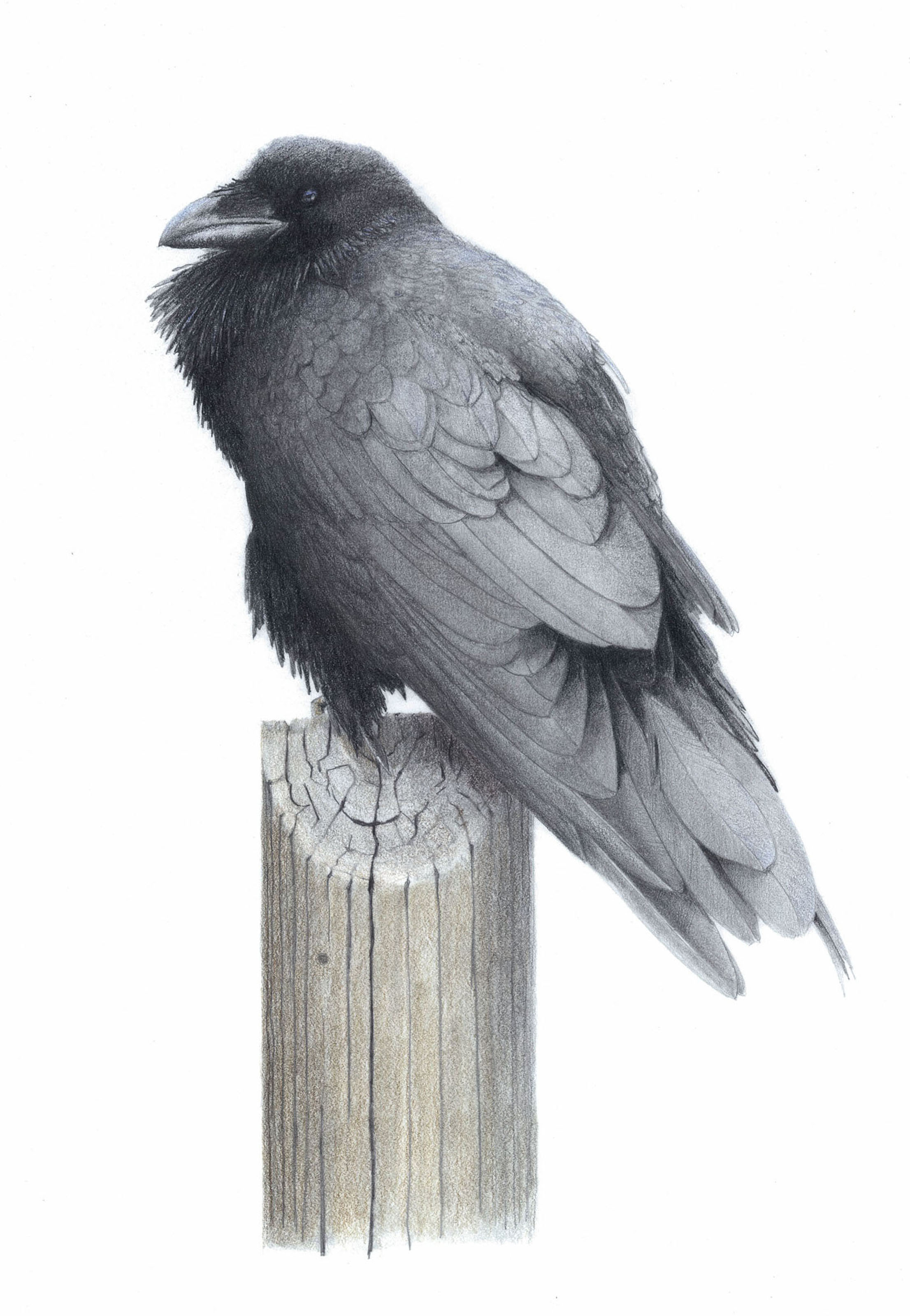 Raven