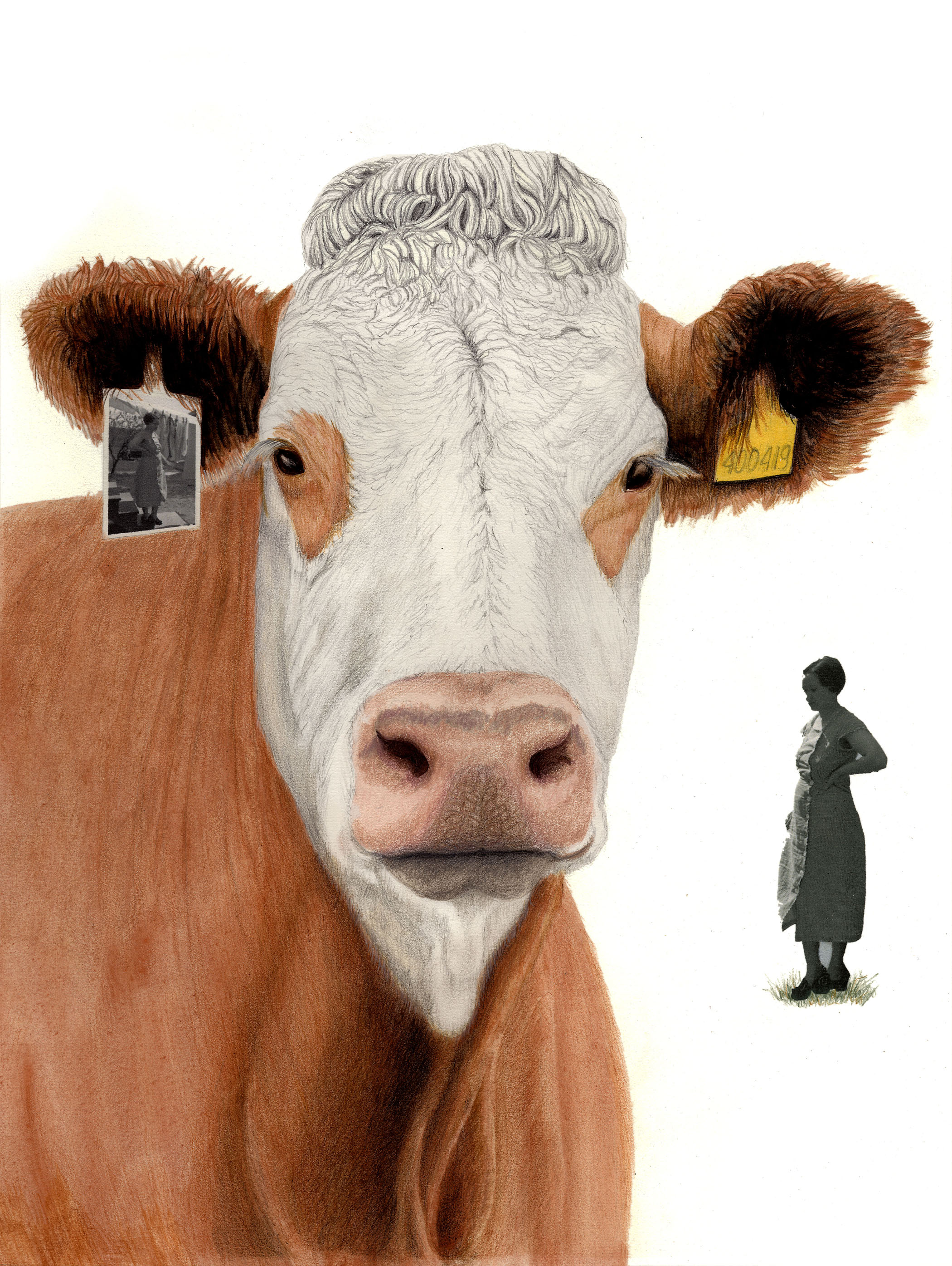 Orkney Cow