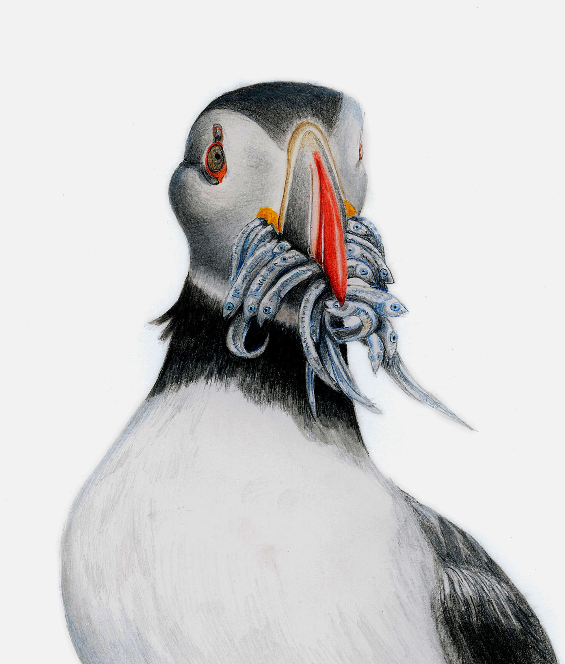 Puffin sold
