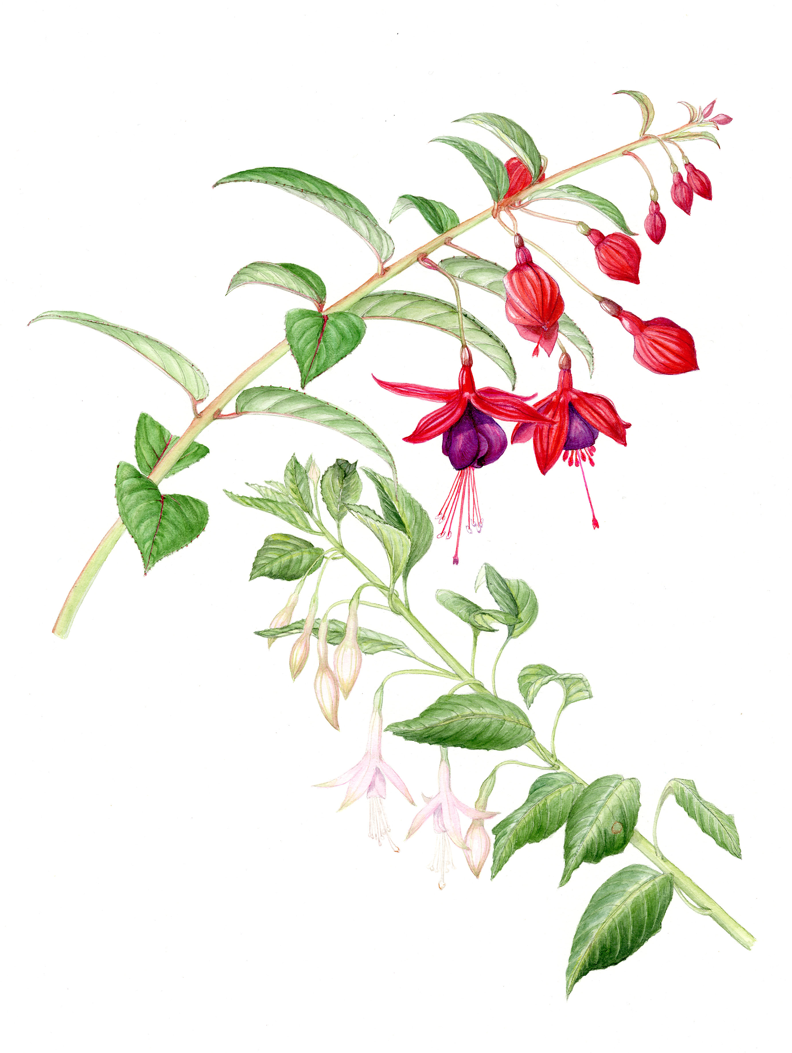 Hardy Fuchsias