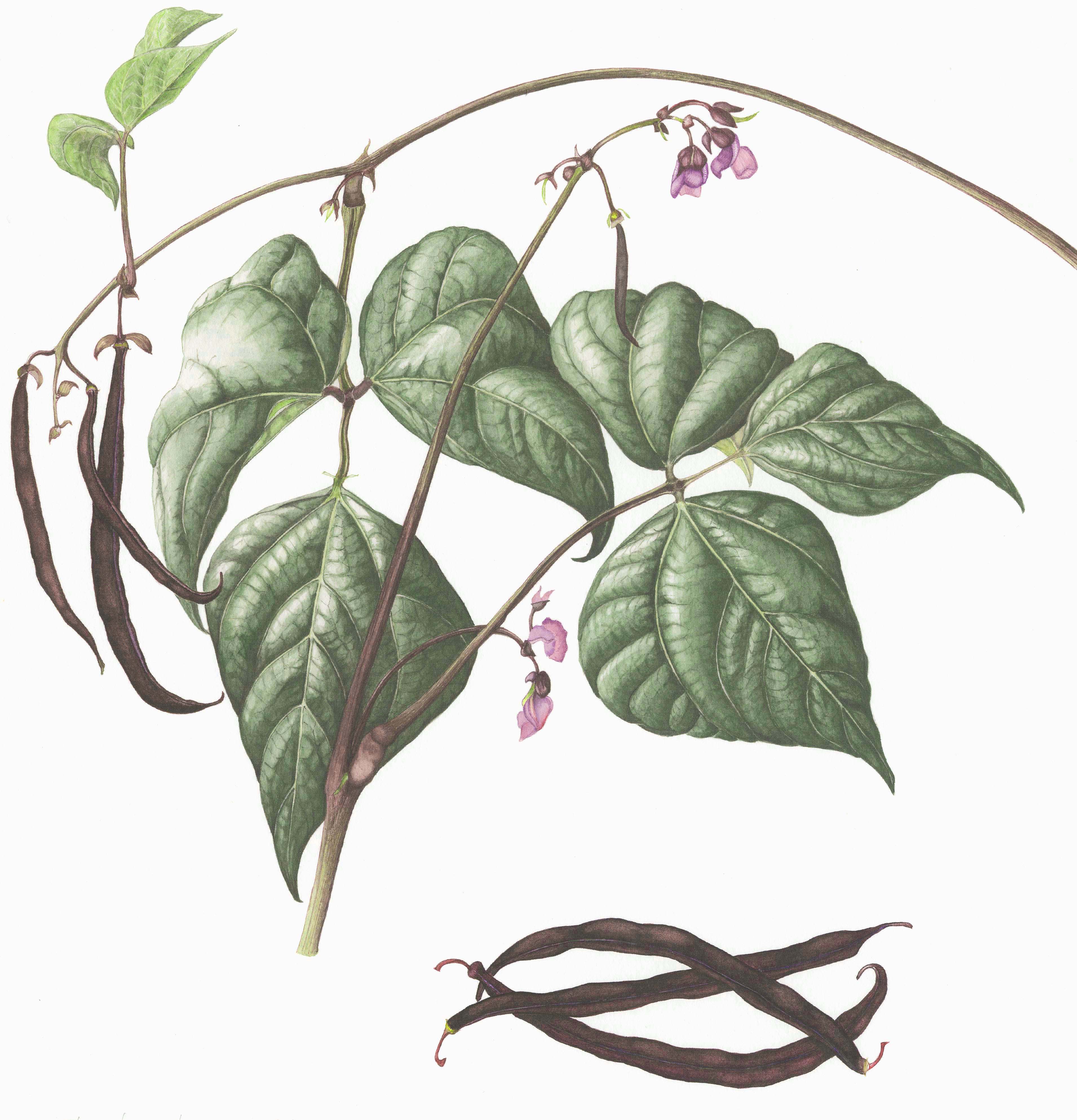 Burgundy Beans