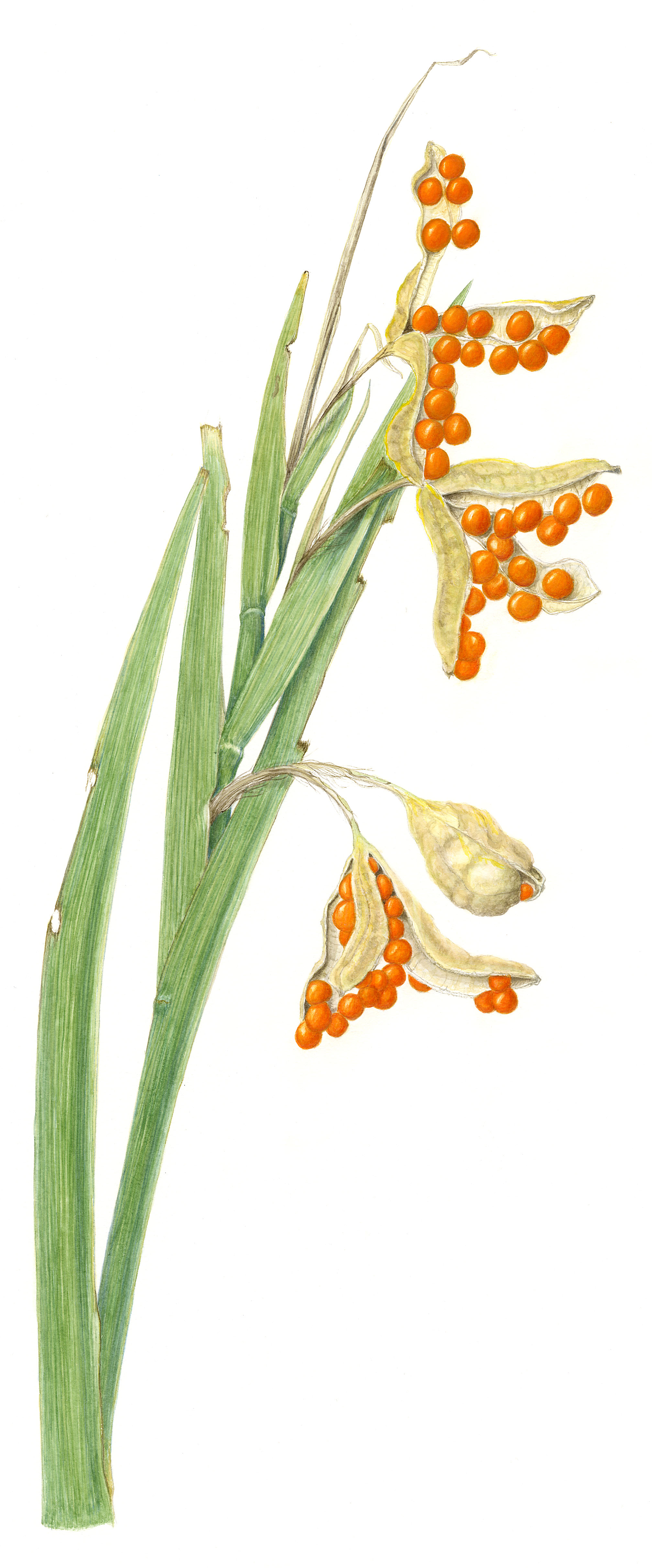 Iris foetidissima