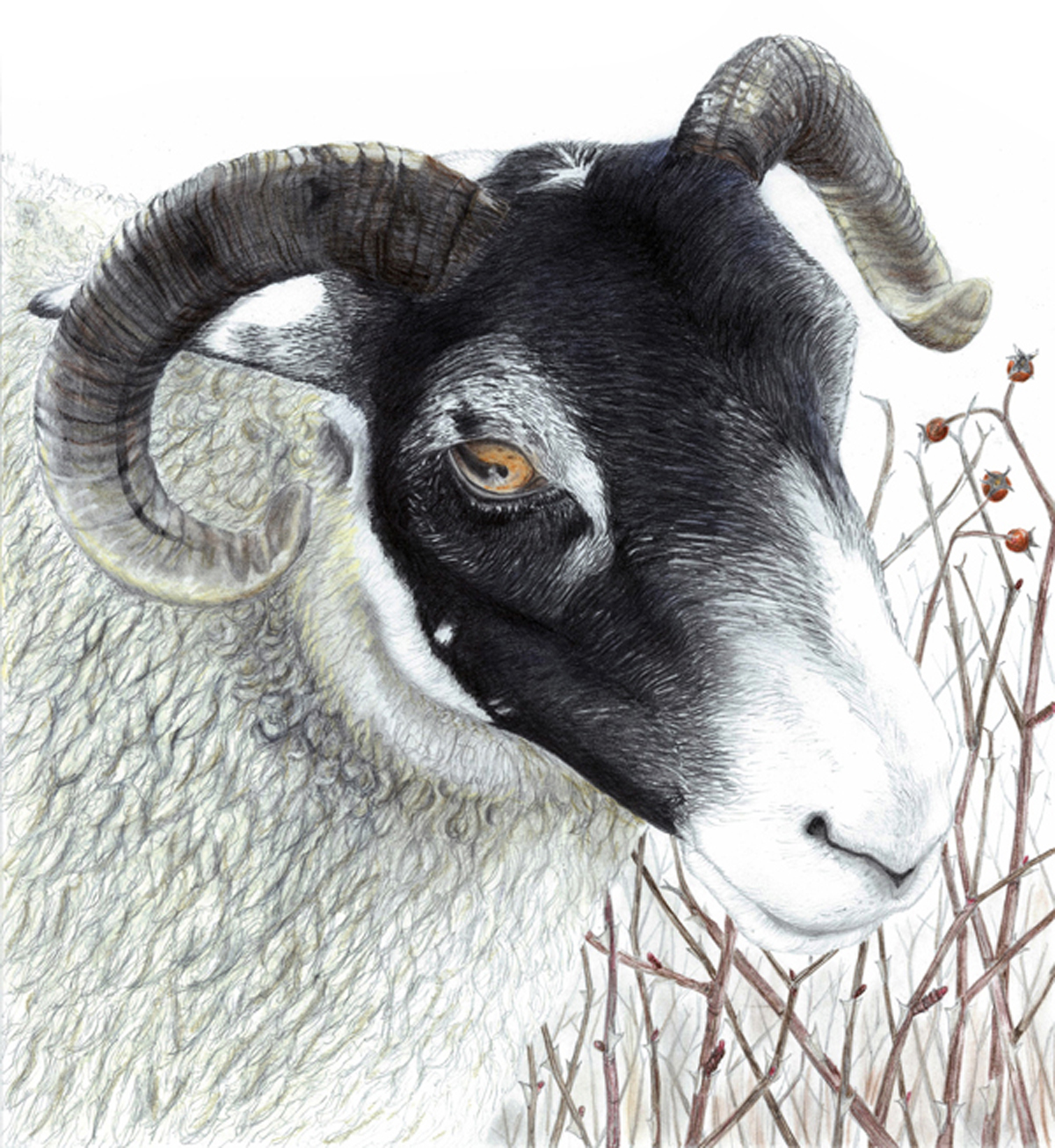 Scottish Sheep