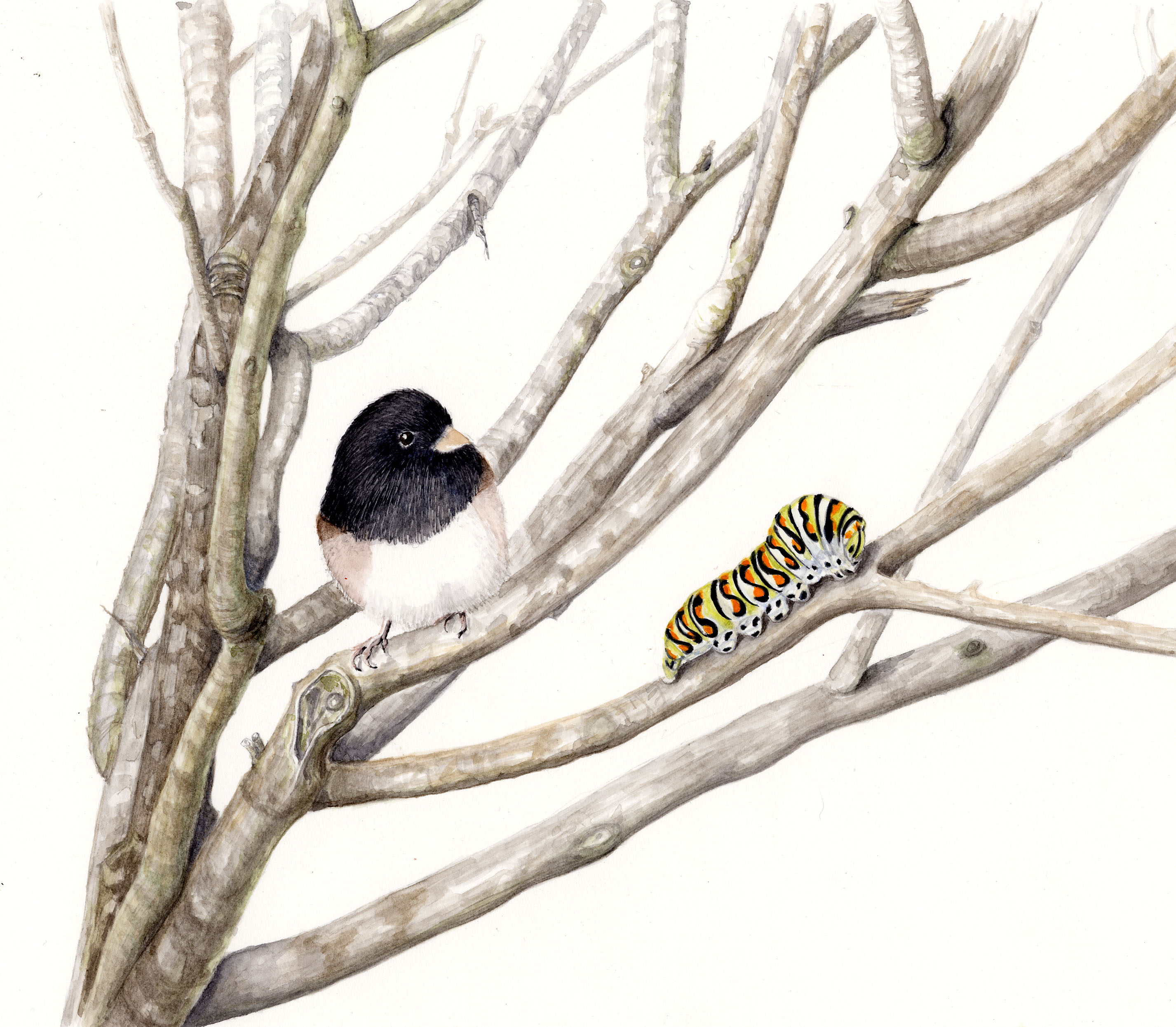 Junco with Caterpillar_