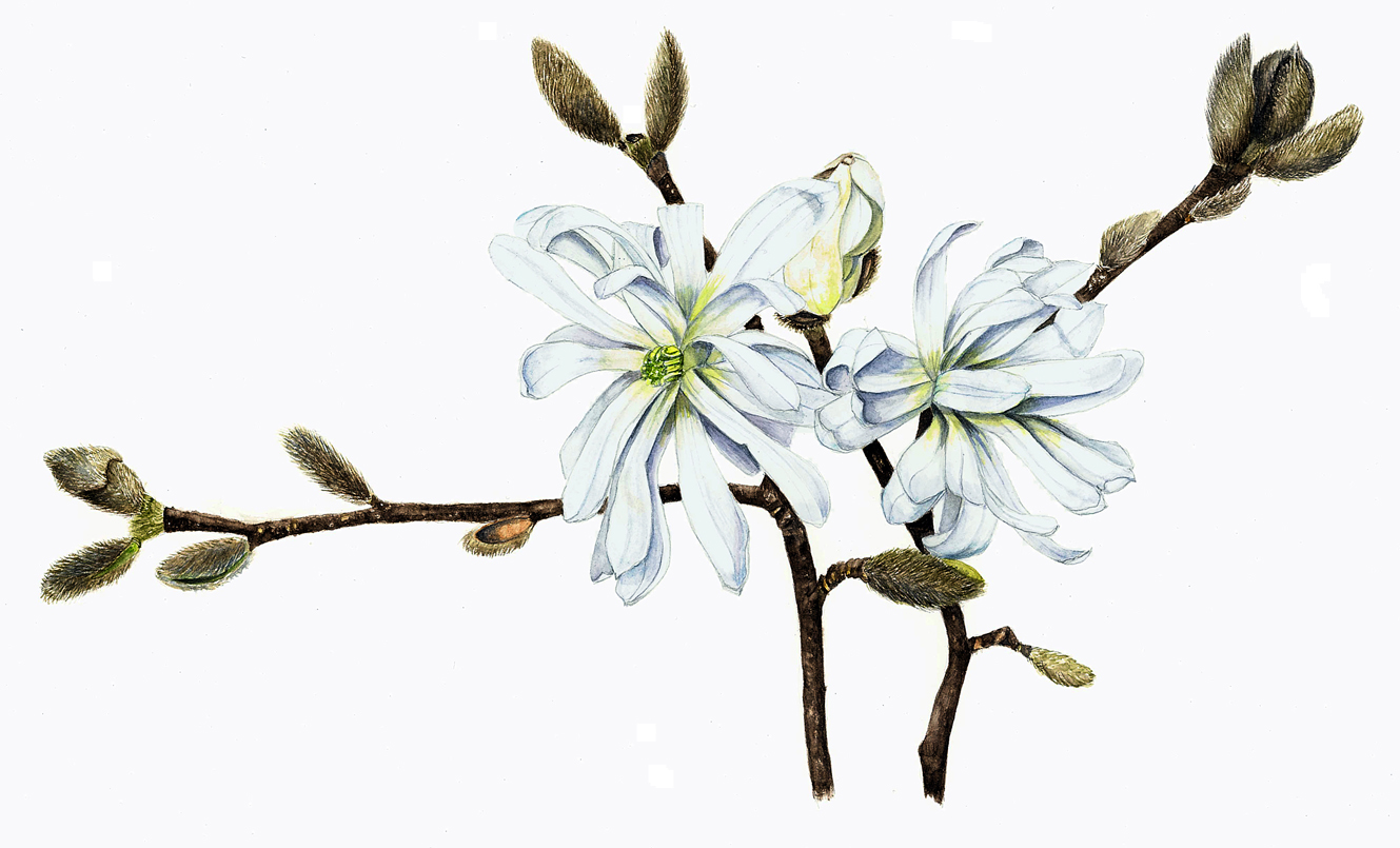 Magnolia stellata