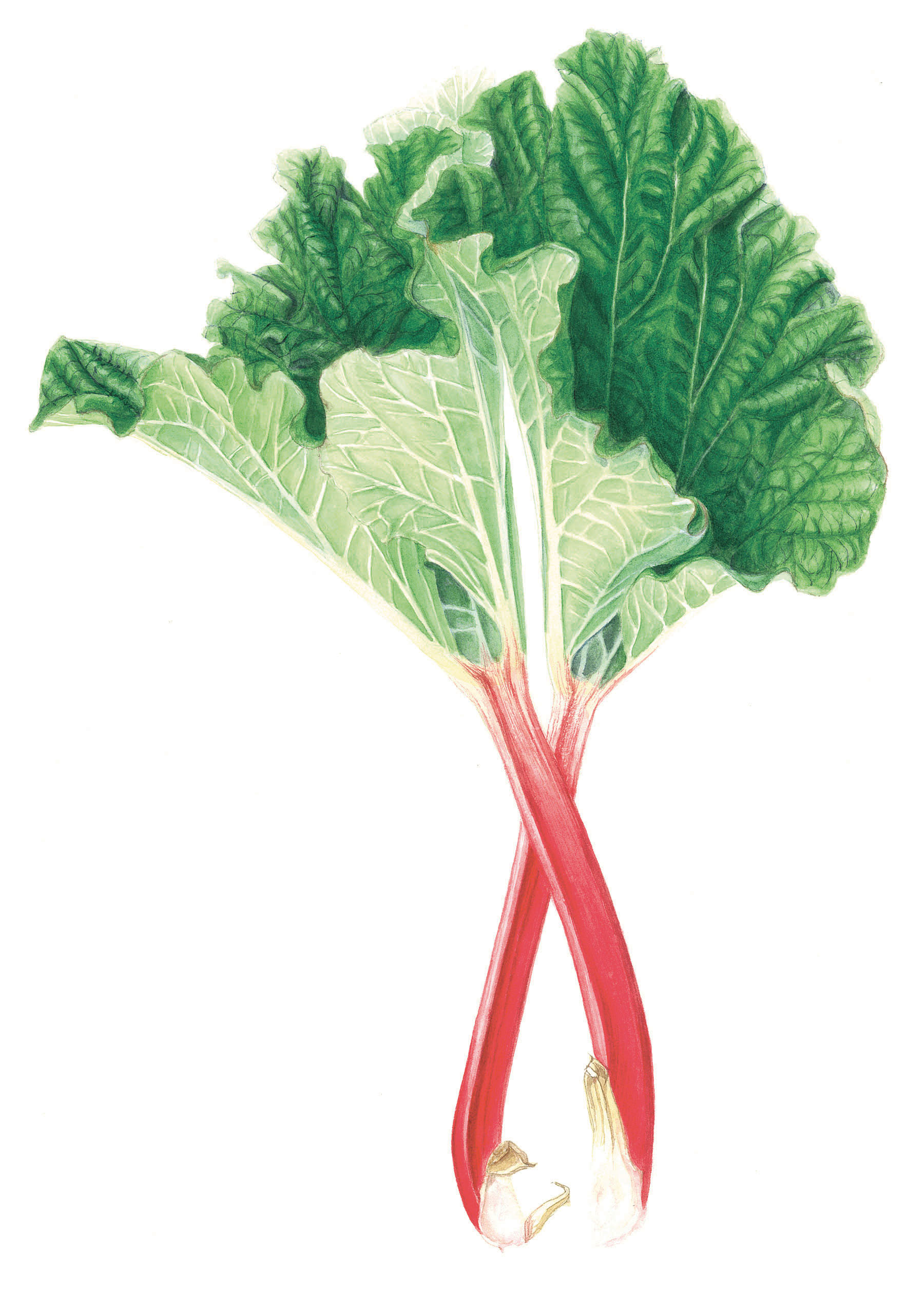 Rhubarb Stems