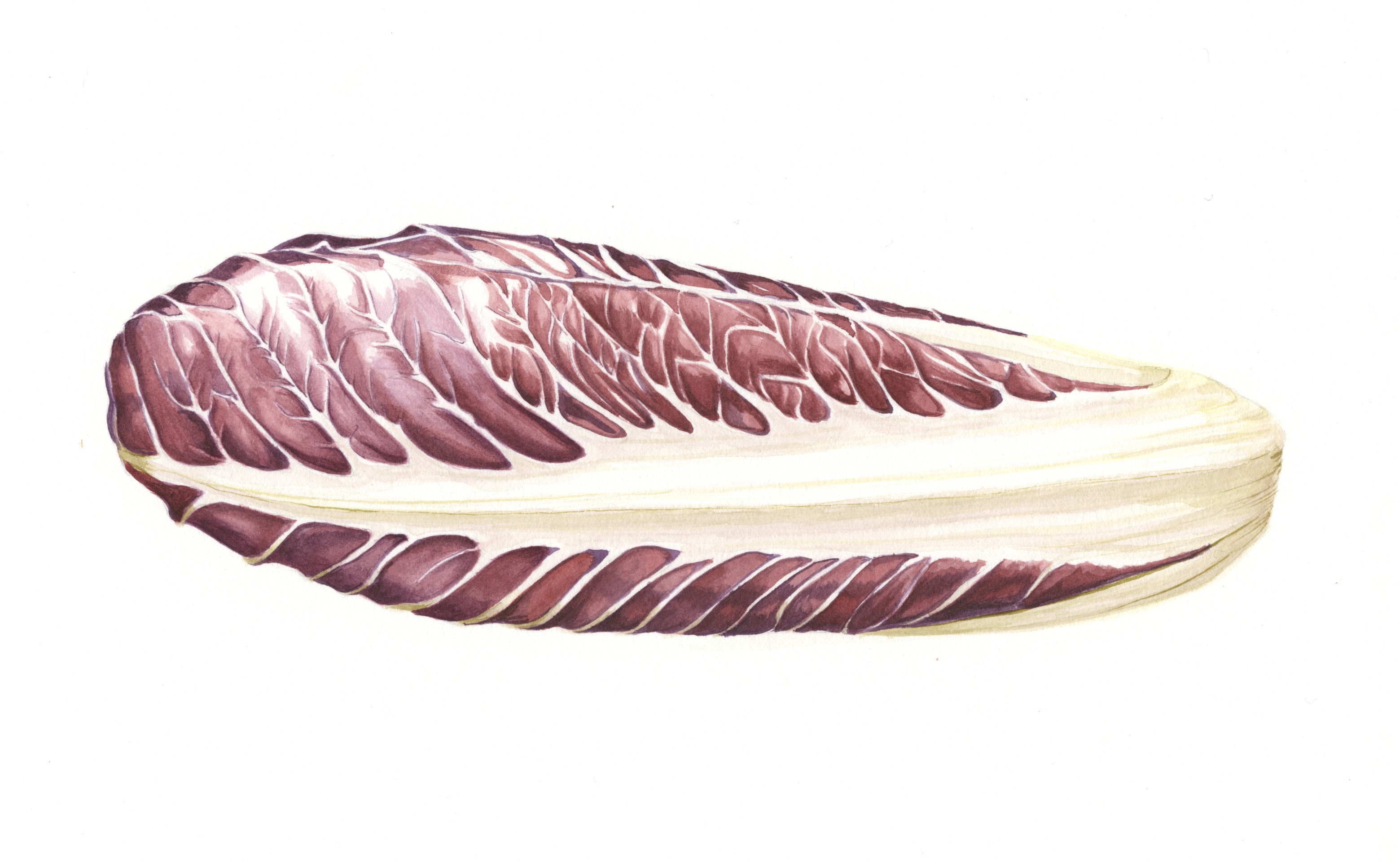 Radicchio