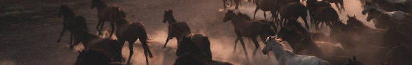 running horses.jpg