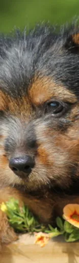 New Venture Kennel New Venture Kennel