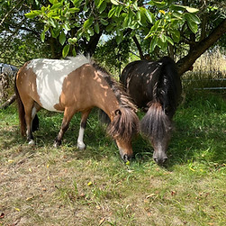 bindungsmuster begleitung