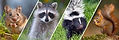 wildlife.jpg