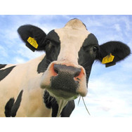 Cow Picture