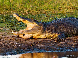10974118-australia-kakadu-national-park-