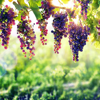 FWL Grape Wallpaper 1.jpg