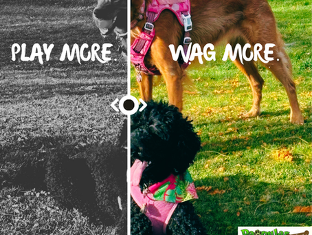 Sun’s Out, Tongues Out: Summer Pet Gear for Fun and Safe Fun with Your Pets