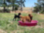 Two golden retrievers stand in a pink kiddie pool while a black poodle observes. They're in a grassy yard with trees under a clear sky.