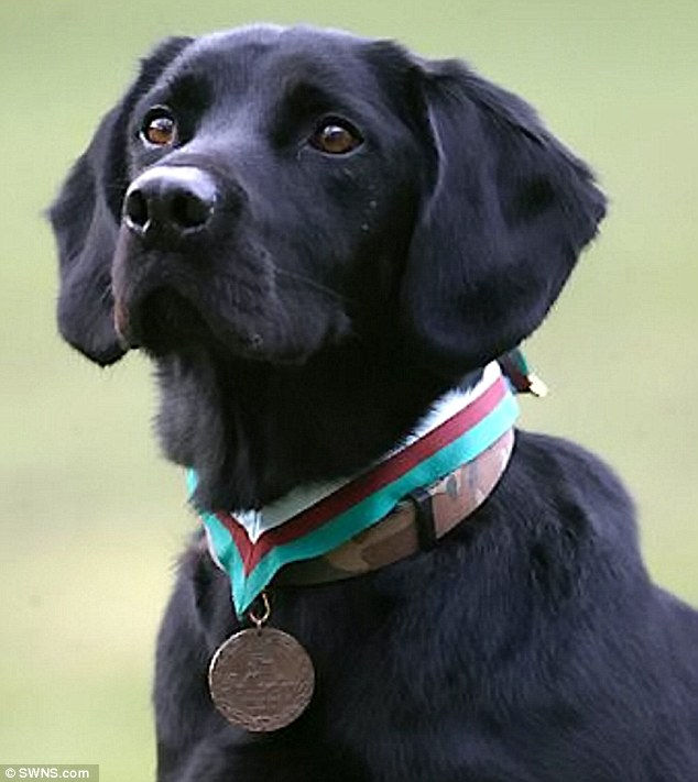 Treo wearing a medal with colorful ribbons, looking upwards against a blurred green background, conveying a proud mood.
