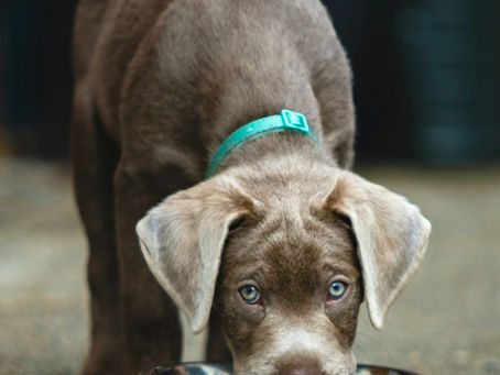 5 Signs Your Pet May Be Dehydrated (And How to Fix It!)