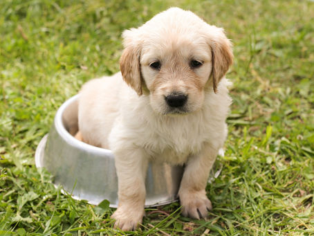 How to Protect Your Dog from the Summer Heat