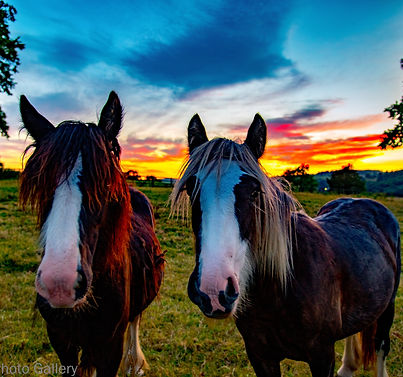 Nighttime Horse 2-a.jpg