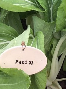 Paksoi close.jpg
