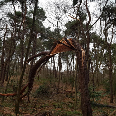 Bomert Beheer B.V. Natuur & Bos & Projecten Milsbeek