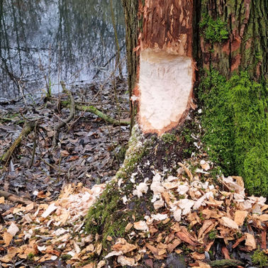 Bomert Beheer B.V. Natuur & Bos & Projecten Milsbeek