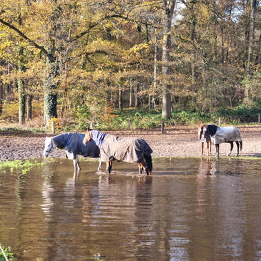 Bomert Beheer B.V. Natuur & Bos & Projecten Milsbeek