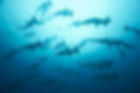 sharks2.jpg