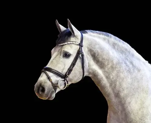 Thumbnail: Hickstead White