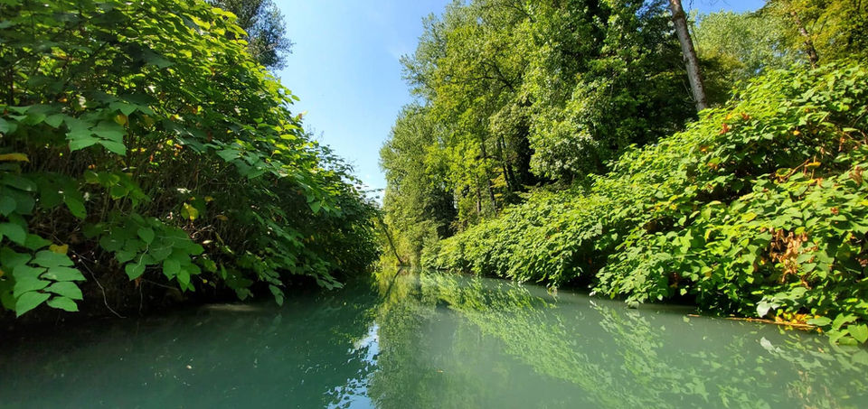 oeur de la lône numéro 3 de Yenne avec de la renouée du Japon sur les berges