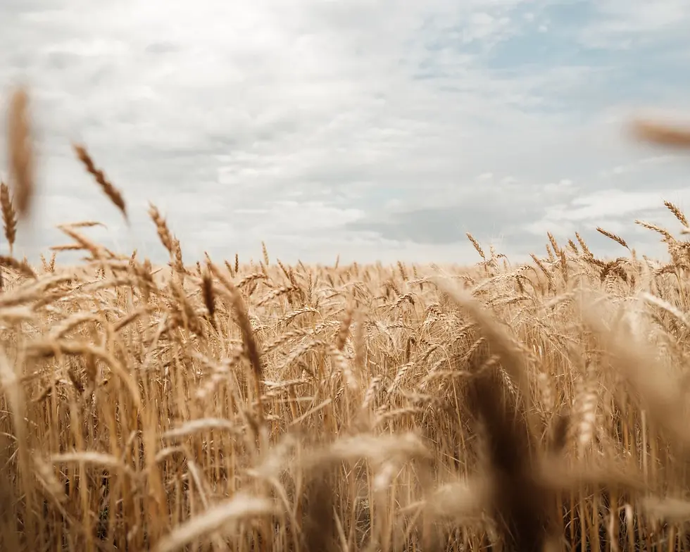 wheat-field.jpg