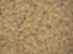 Butterfly Beige
