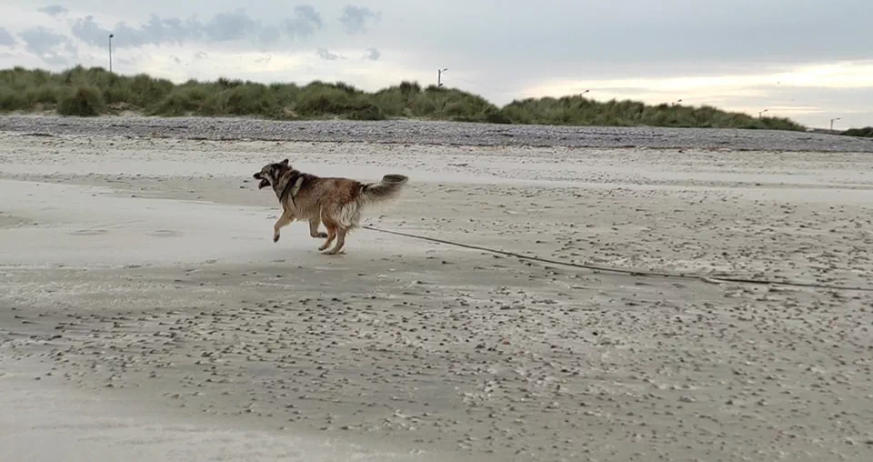 Chien qui court avec une longe sur une plage du Cotentin
