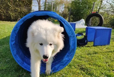 éducation canine Pierreville .webp