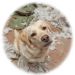 chien qui détruit