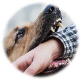 Agressivité chien